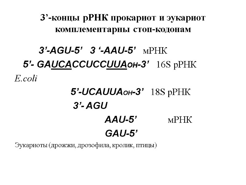 3’-концы рРНК прокариот и эукариот комплементарны стоп-кодонам       